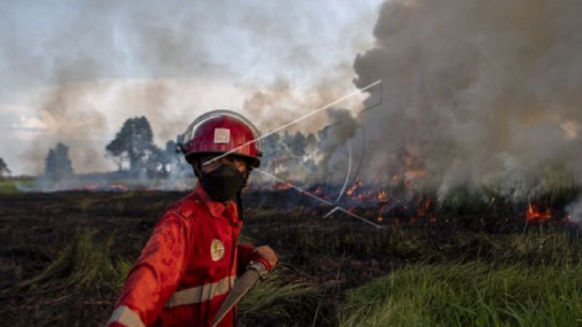 KLHK开放数据，森林和陆地火灾面积在6年内急剧下降