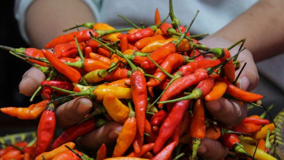Trouver du piment à 140 000 Rp/kg, le directeur général de Bulog coordonne avec les entrepreneurs jusqu'à l'association