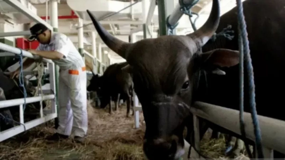 Cases Of Illegal Livestock Still Marak In The National Vessel, NTT Police Failed To Send 40 Animals Last Week