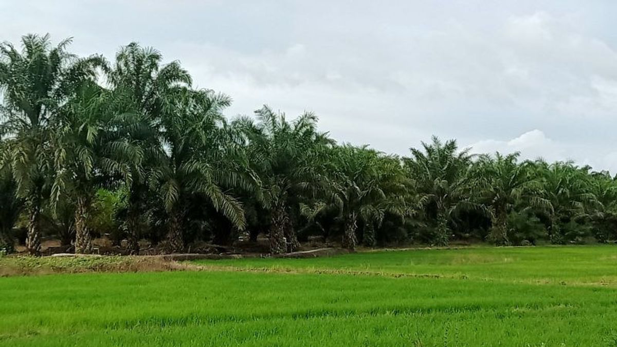 Penajam Paser Utara Berbatasan IKN Susun Draf Raperda Cegah Alih Fungsi Sawah