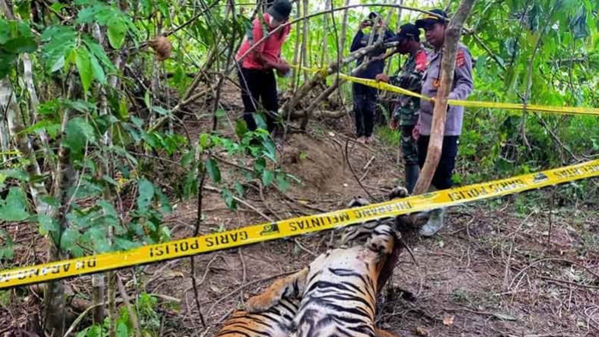 Dapat Laporan dari Masyarakat, Polres Aceh Timur Tangkap Dua Terduga Pembunuh Harimau