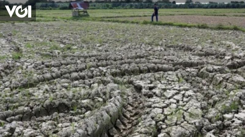 Ratusan Hektare Sawah Di Karawang Kekeringan Akibat Saluran Dangkal