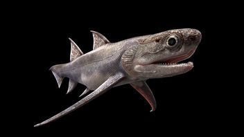 4億年前にさかのぼる中国魚の化石が顎の起源の謎を解明