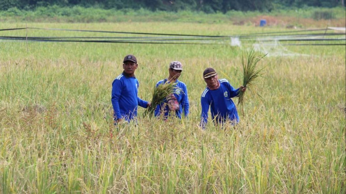 Pakar Pertanian: Suntikan Rp16,6 Triliun dari Pemerintah ke Bulog Bakal Tingkatkan Pendapatan Petani