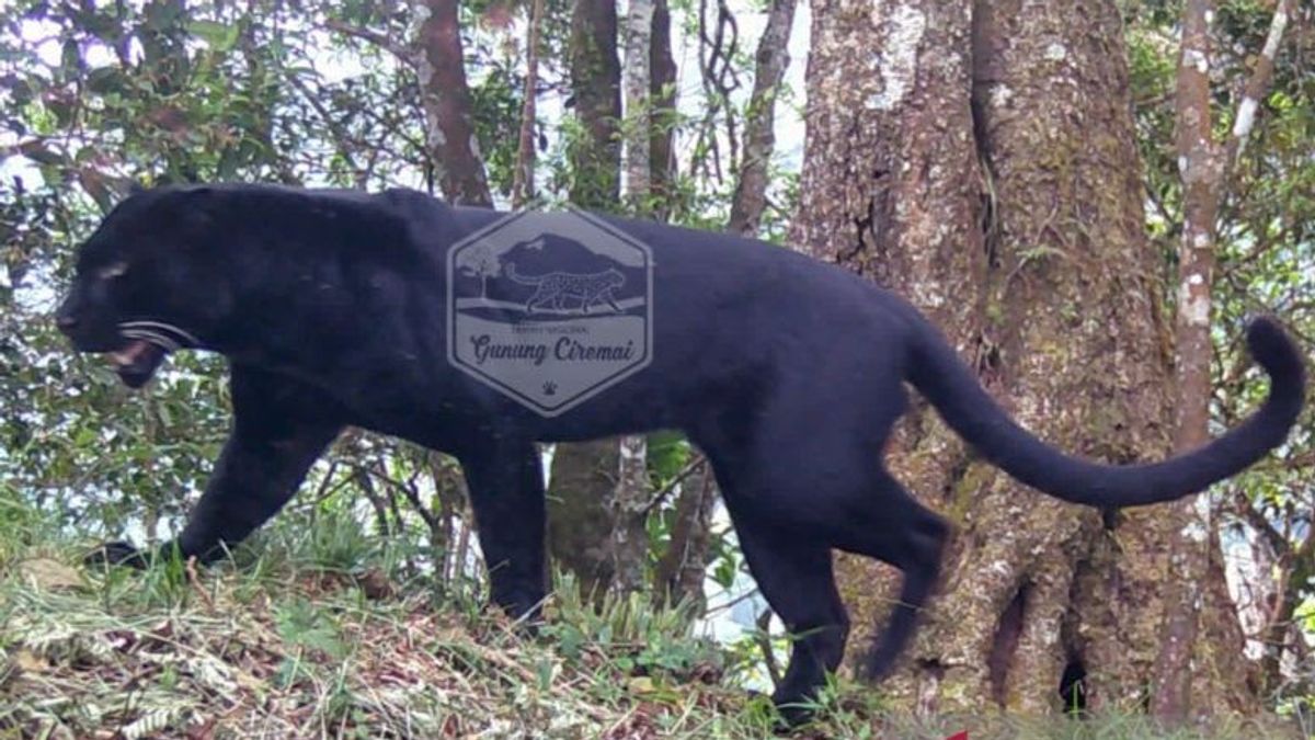 Deteksi 3 Macan Tutul di Gunung Ciremai, Balai TNGC Sebut Satwa Liar Cenderung Menghindari Manusia