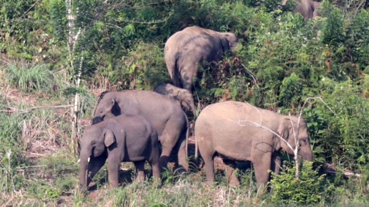 This Is The Lampung Provincial Government's Step To Suppress Elephant Conflict With Humans, Including Visually Monitoring Movement