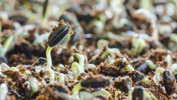 Saviez-vous pourquoi les plantes doivent disperser leurs graines? Voici la raison