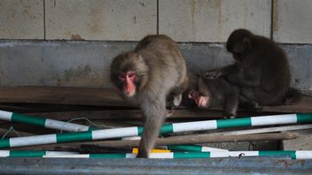 袭击了20名居民，包括一名10个月大的婴儿，一只野猴子正在被日本市政当局追捕