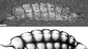 500 Million Year Old Fossil in Museum Sink Changes Early Earth Life Story
