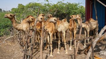 Saudi Arabia Holds Operation to Crack Down on Animal Sacrifices in Mecca Ahead of Iduladha 2026