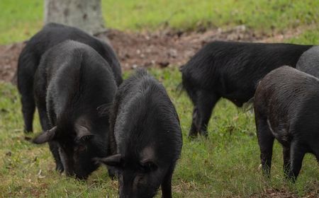 Antisipasi Virus ASF, Warga Kupang Diimbau Beli Daging di RPH