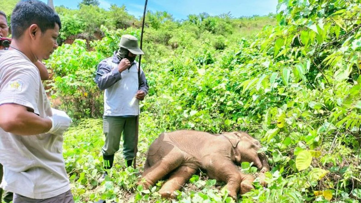 アチェ・ジャヤでトランクが壊れそうになるまで絡み合った象の子牛がついに死んだ