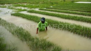 Sawah Gagal Panen Dampak Banjir Aceh Tenggara Seluas 267 Hektare