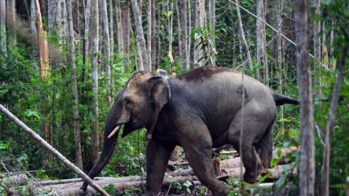 ピディ・アチェの住民が野生のゾウの犠牲者になる