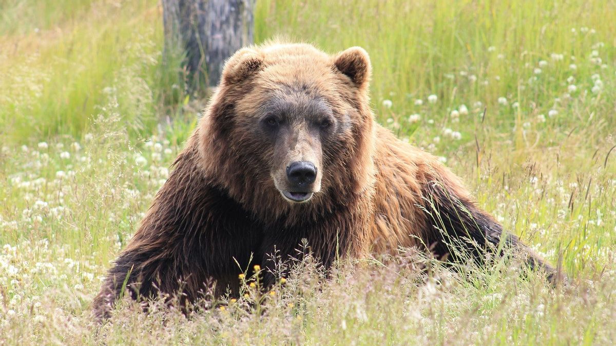 Peneliti Ungkap Mengapa Manusia Sering Berjumpa Beruang Saat Melakukan Pendakian