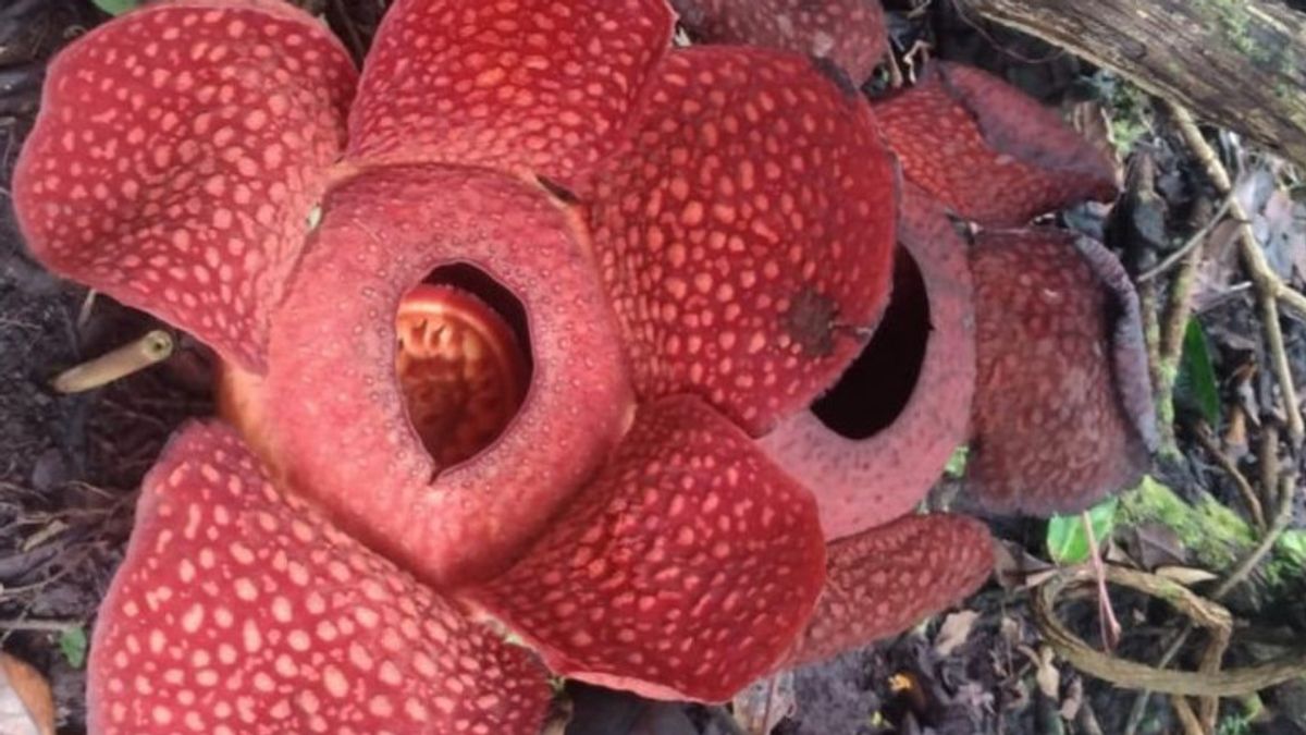 Dua Bunga Rafflesia Mekar di Halaman Rumah Warga Agam