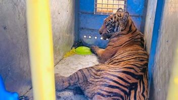 Sempat Bikin Khawatir Warga, Akhirnya Harimau Sumatera Masuk Perangkap