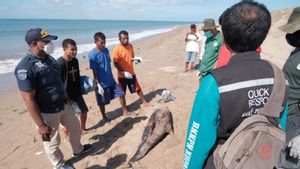 Bangkai Lumba-lumba Pemintal yang Terdampar di Kupang Dikuburkan