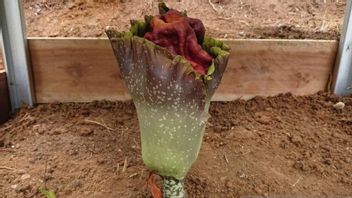 Heboh Bunga Bangkai 50 Centimeter Mekar Di Halaman PAUD Kota Bengkulu, Boleh Lihat Tak Boleh Disentuh