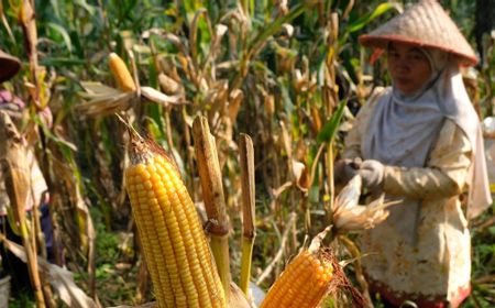 Bulog Tegaskan Siap Serap Jagung Petani Sesuai dengan HPP Rp4.200 per Kilogram