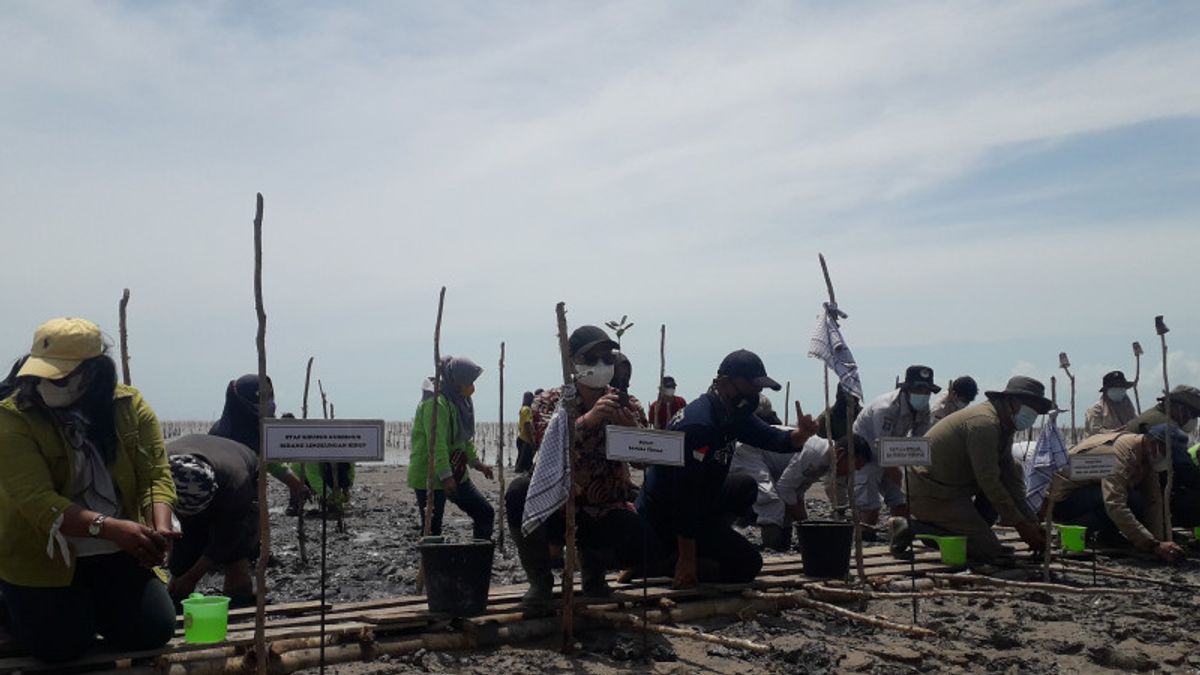 Bangka Tengah Bakal Menanam 99.000 Bibit Mangrove untuk Menjaga Ekosistem Pantai 