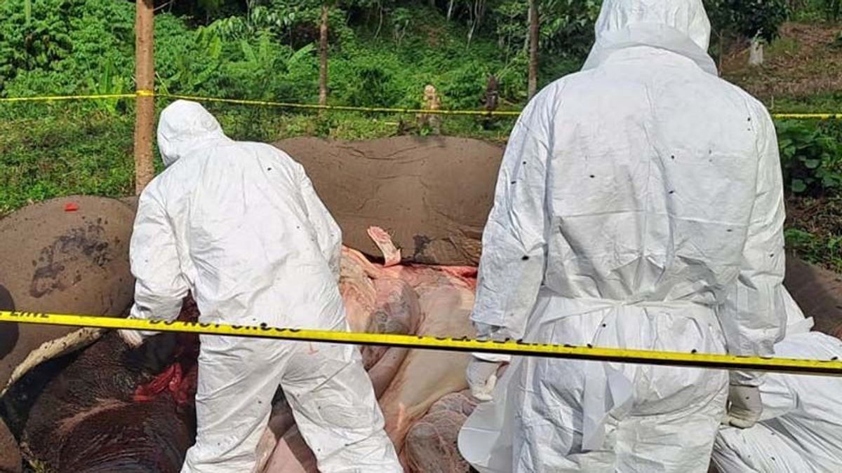 BKSDA: Dead Elephant In Central Aceh Allegedly Due To Poisoning