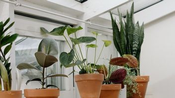 6大きく成長できる屋内装飾植物、より生活的な家庭の雰囲気を作るのに適しています