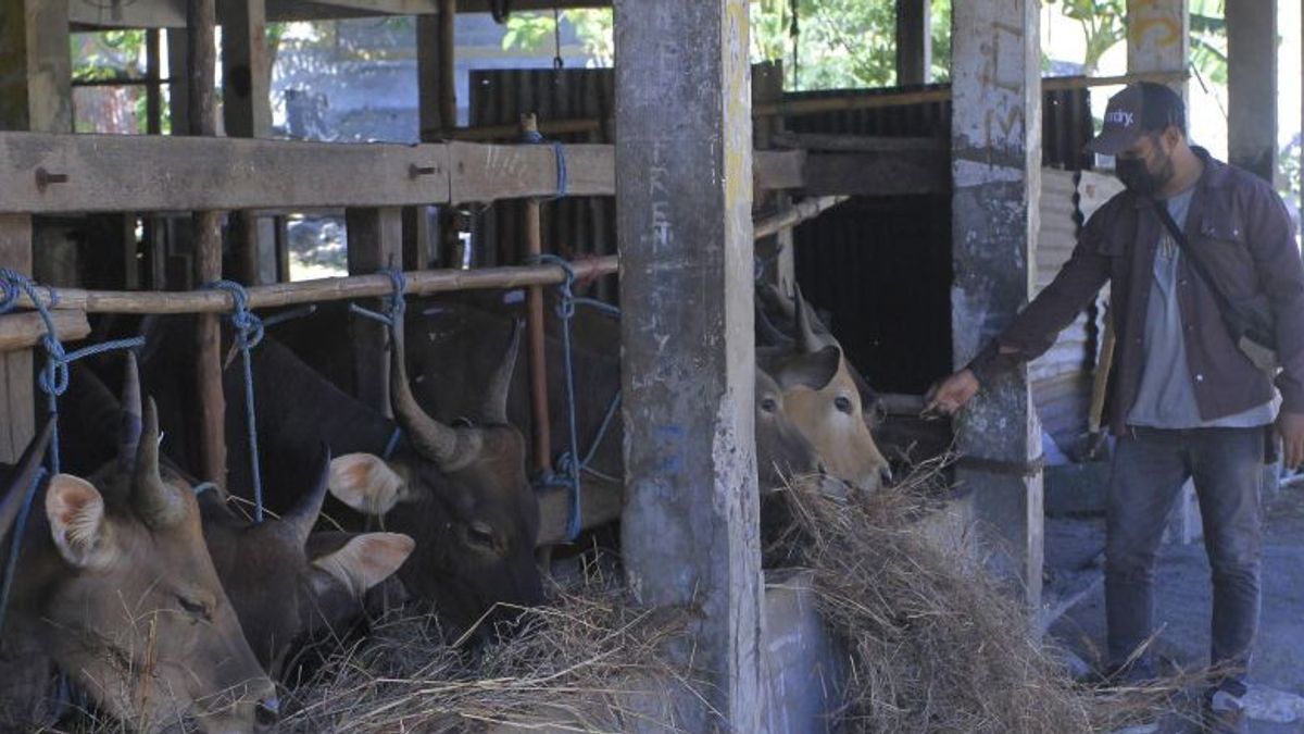 Ratusan Ekor Sapi NTT Tujuan DKI Tertahan di Jatim Dampak Penyakit Kuku Mulut