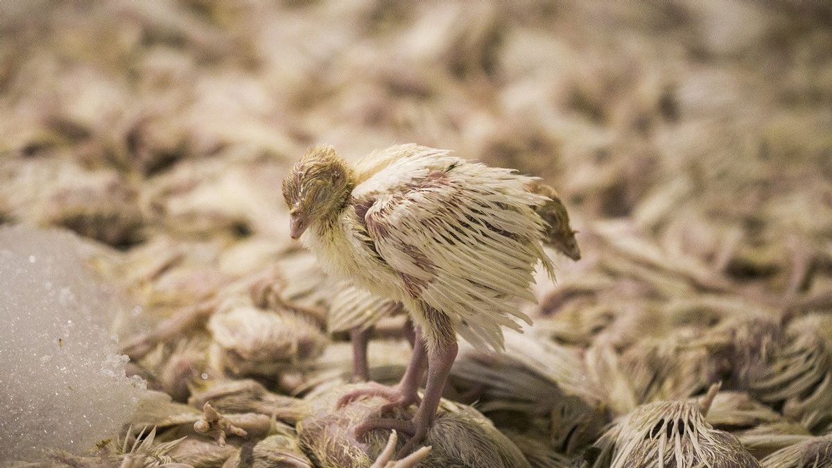 Norway And Finland Fight To Fight Fast-spreading Bird Flu