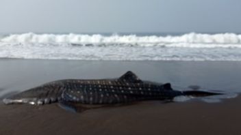 Un requin trouvé piégé dans la côte sud de Jember