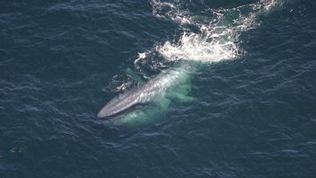 在被猎杀为工业之前，鲸鱼每年能够捕获17亿吨C02。