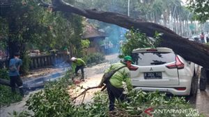 Antisipasi Pohon Tumbang, Dinas Pertamanan Jakarta Timur Pangkas 32.377 Pohon