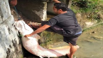 巨型鱼在Lhokseumawe Aceh的洪水受害者中溅起水花，BKSDA：可能是巨骨舌鱼