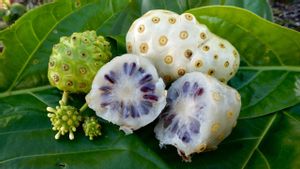 Banyak Khasiatnya! Begini Cara Mengolah Buah Mengkudu untuk Manfaat Kesehatan Anda