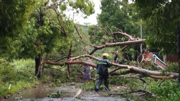 Cuaca Ekstrem Landa Kudus, 30 Rumah Rusak Puluhan Pohon Tumbang