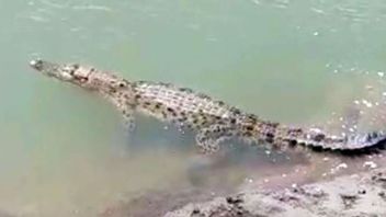 Se Lavant Les Mains Dans Le Jardin, Le Président De La DPRD De Bangka A été Mordu Par Un Crocodile De 2 Mètres, Chanceux De Pouvoir S’échapper