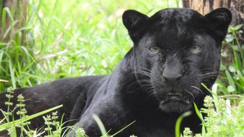 La population de léopards de Sumatra, d'aigles de Java et d'owas de Java dans le TNGHS est menacée d'extinction