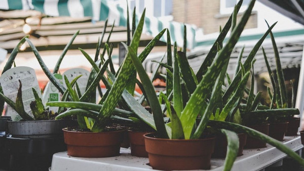 Easy Tips For Growing Aloe Vera Plants