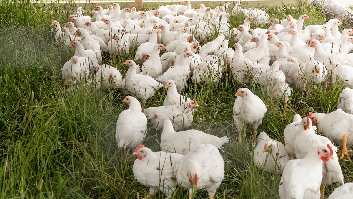 美国家禽工厂被确认为墨西哥人的液氮泄漏造成五人死亡