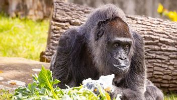 Fatou, Gorila Tertua di Dunia Rayakan Ulang Tahun ke-65 di Berlin