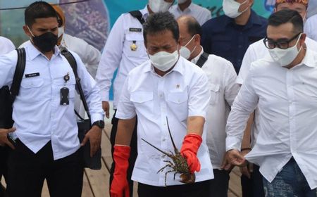 Menteri KKP Optimis, Keberhasilan Budidaya Lobster Domestik Tekan Angka Penyelundupan