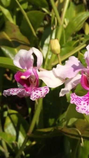 The Exotic Pencil Orchid That Is Endangered, BKSDA Collaborates With Bengkulu University To Do Cultivation