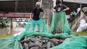 BRIN Uncovers the Facts: The Unstoppable Sweep in the Realm, Must Be Caught!