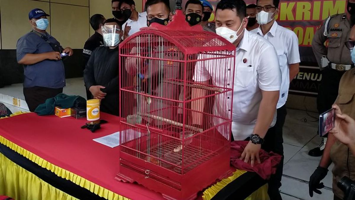 Jual Burung Endemik Mulai dari Cendrawasih dan Nuri Bayan, Pria Sidoarjo Ini Diancam Denda Rp100 Juta