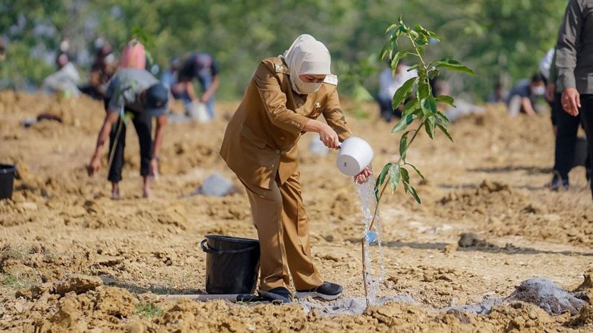 ホフィファ:グレシクのマンゴー食品団地が食料安全保障を強化