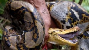Kronologi Ular Piton Raksasa Lilit Warga, Lansia di Maros Nyaris Tewas