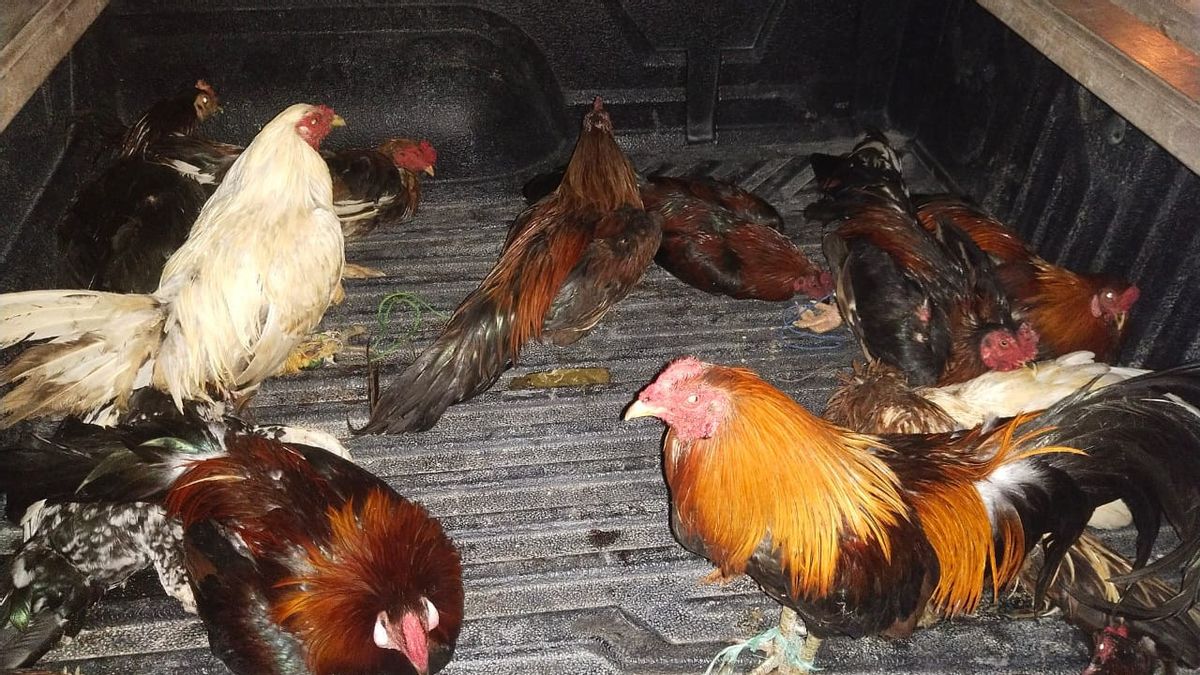 أصبحت هذه العشرات من الدجاج دليلا عندما داهمت الشرطة القمار في جايابورا