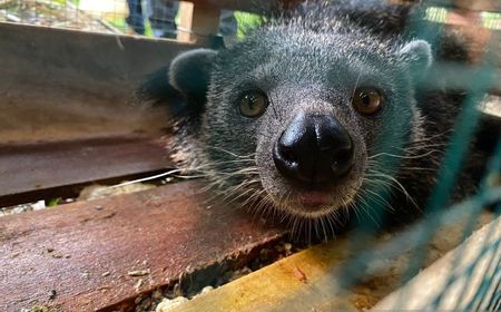 5 Hewan Dilindungi Binturong Dilepasliarkan di Hutan Adat Landak Kalbar