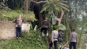 图图尔虎从伦邦公园动物园逃脱