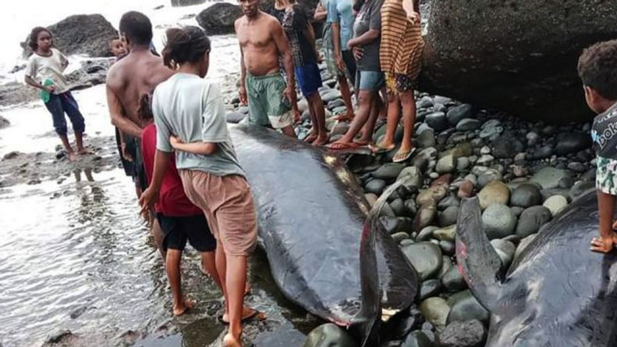 DKP Alor Burys 17 Dead Whales Stranded